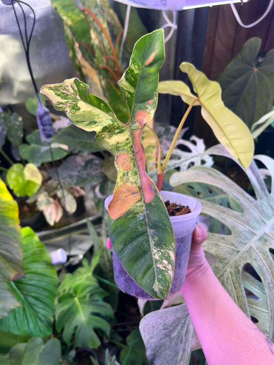 Philodendron Jennifer