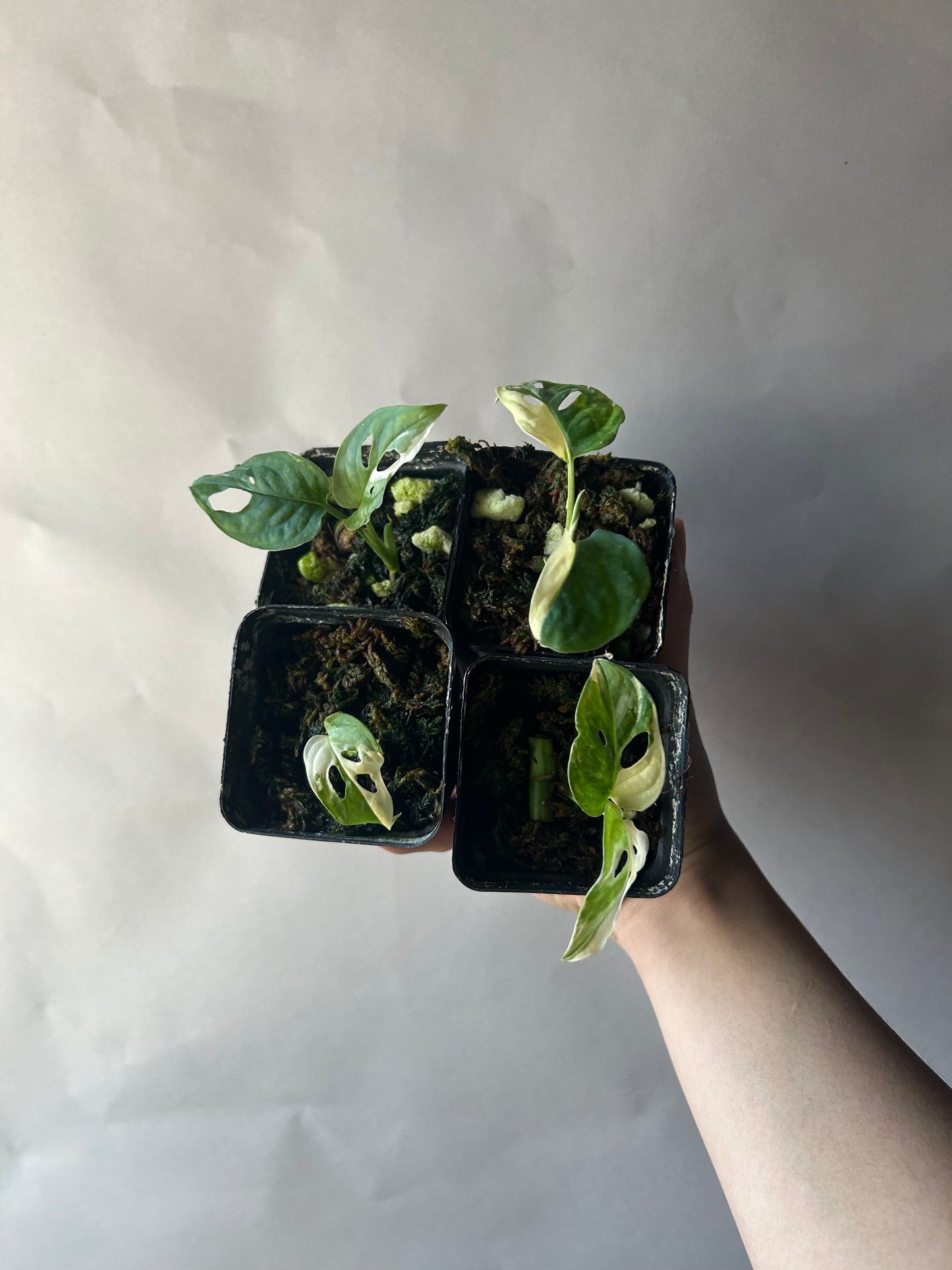 Set of 4 Monstera Adansonii Tricolor aka Albo