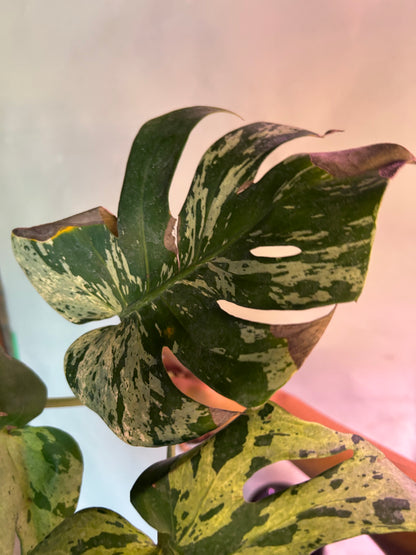 Monstera Vietciosa
