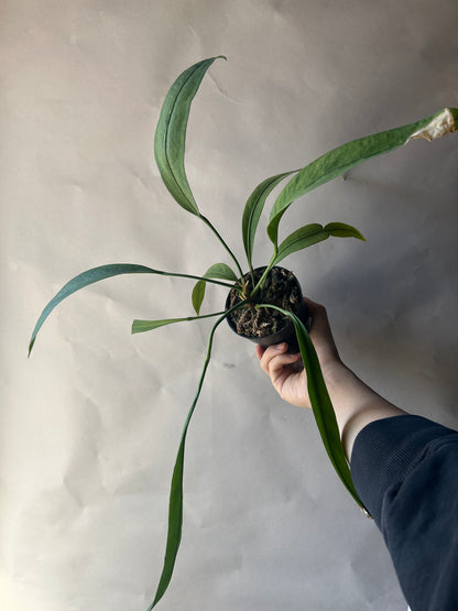 Anthurium Vittarifolium