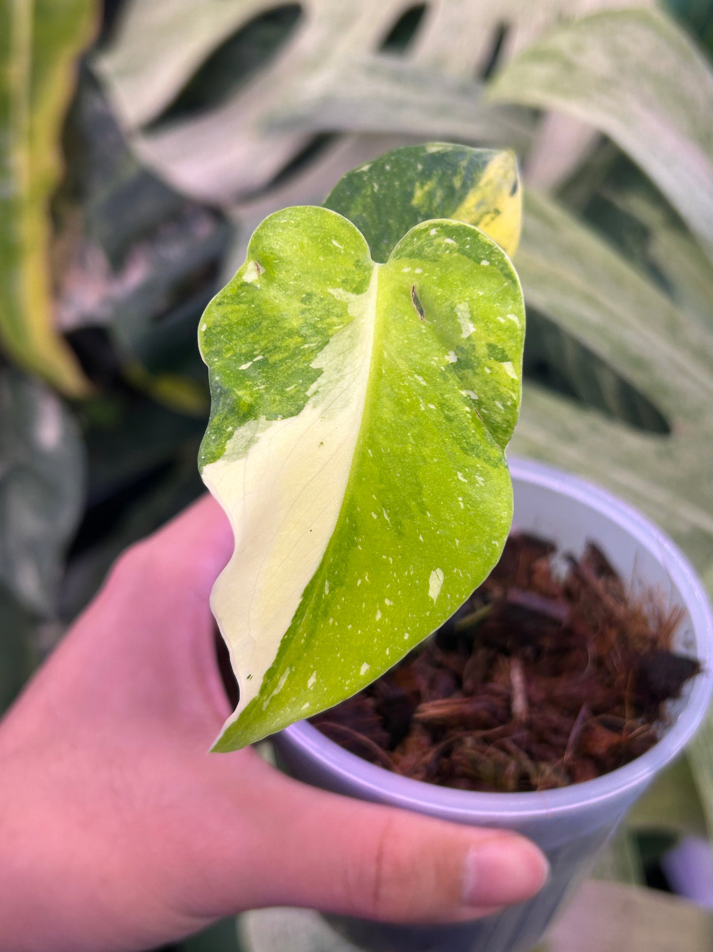 Monstera Miracle