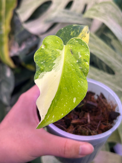 Monstera Miracle