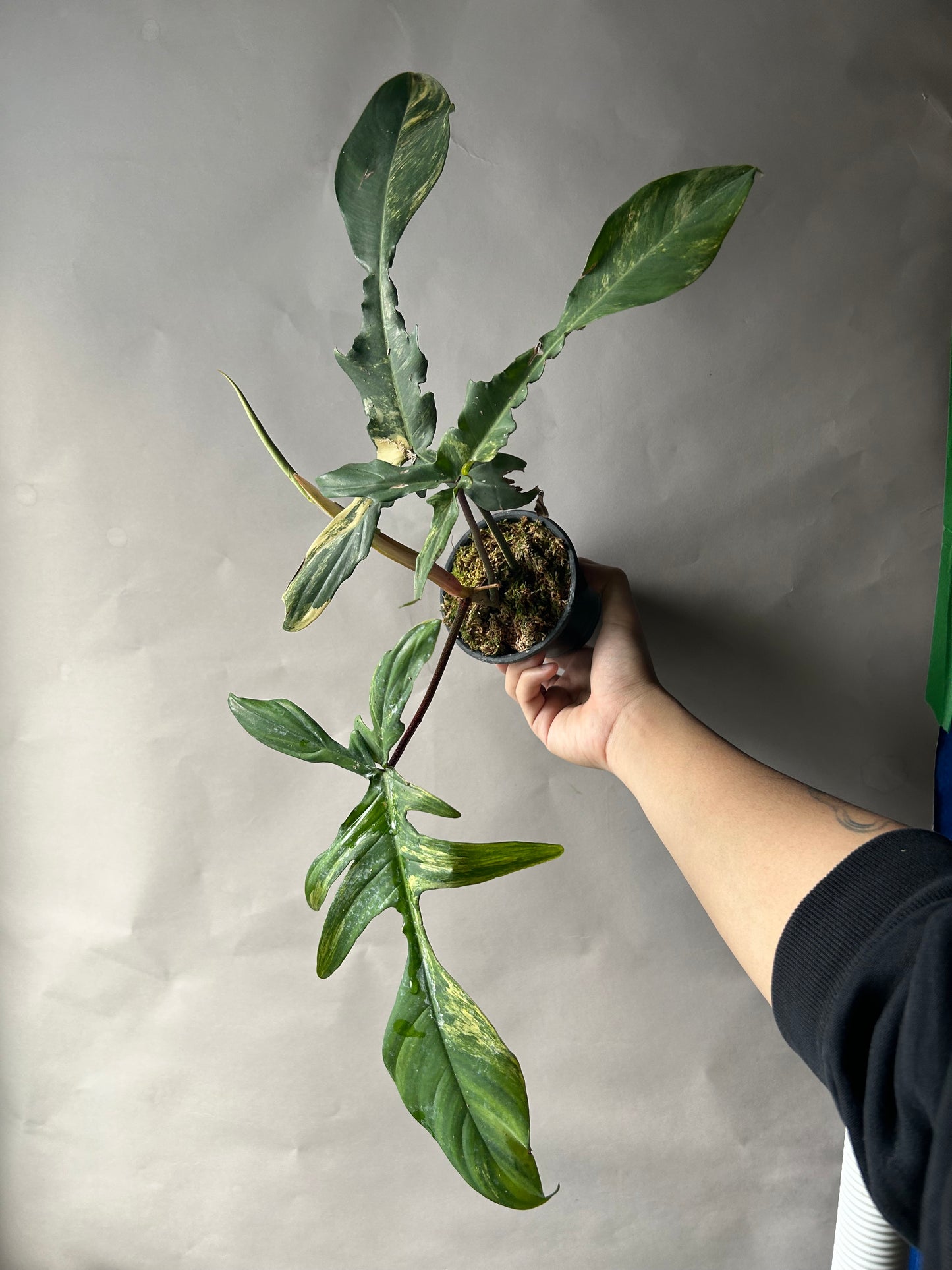 Philodendron Florida Beauty