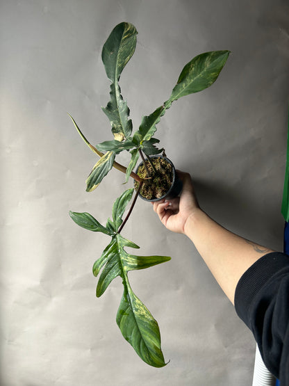 Philodendron Florida Beauty