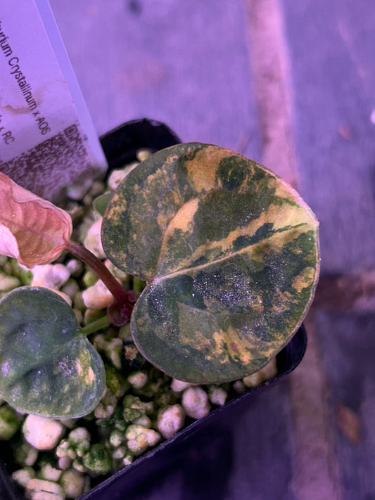Selected - Variegated (Crystallium x AOS) x (SKG Pink Lemonade x RC) by TN