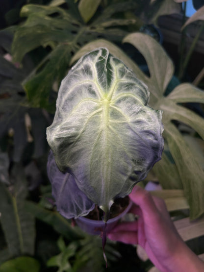 Alocasia Venom