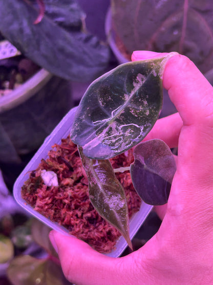 Alocasia Sendenii Pink (Corm Grow )