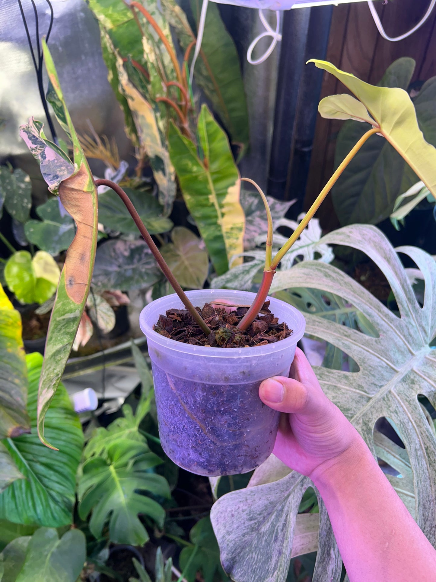 Philodendron Jennifer