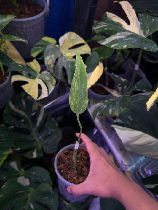 Monstera Burle Marx Flame Aurea Bottom Cut