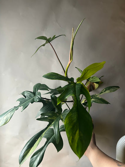 Philodendron Florida Beauty