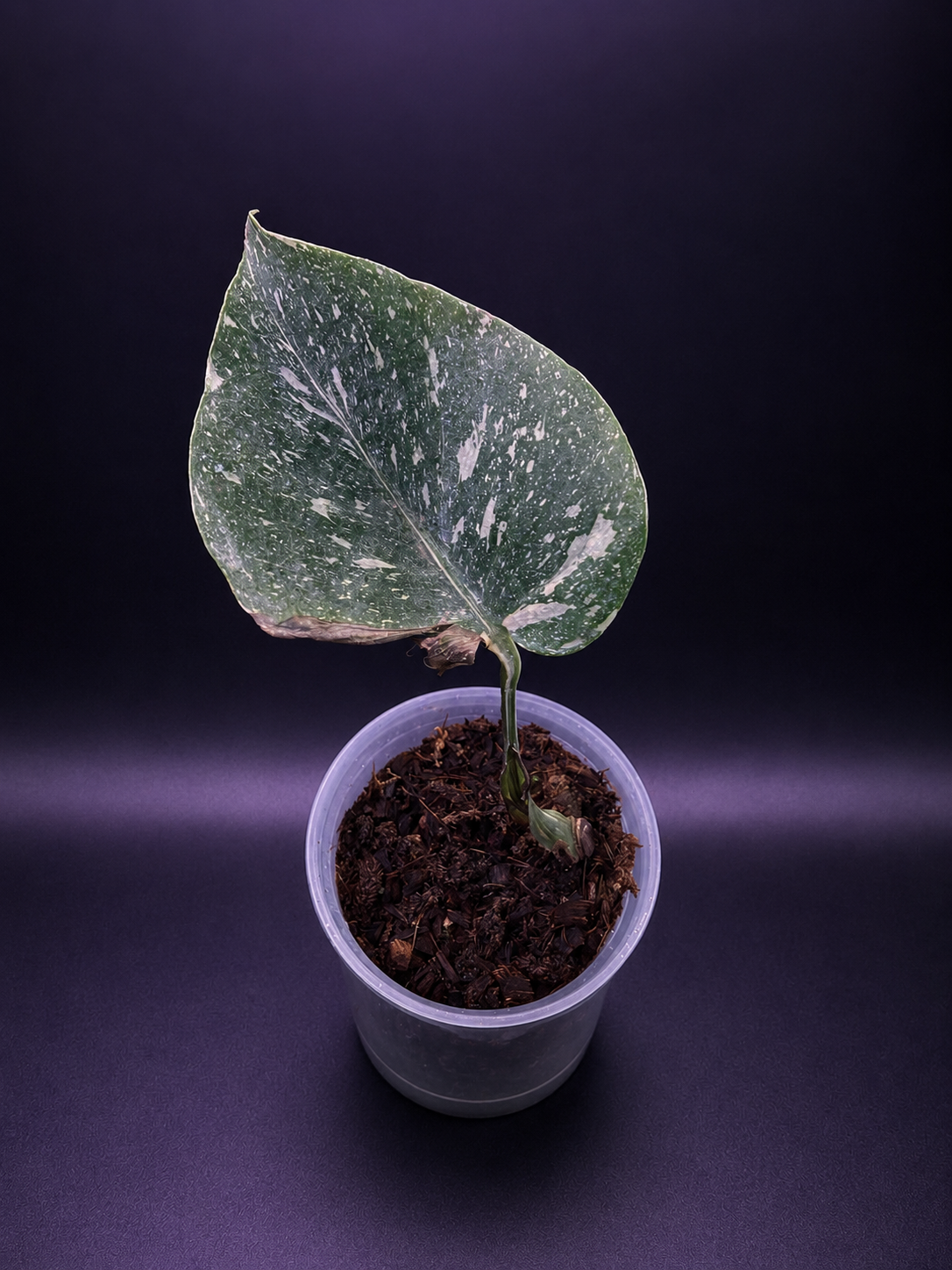 Monstera Medusa Cutting