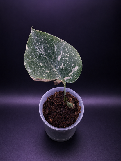 Monstera Medusa Cutting