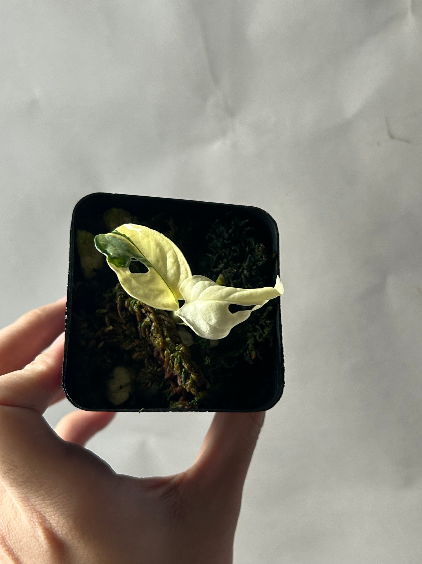 Monstera Adansonii Tricolor Albo