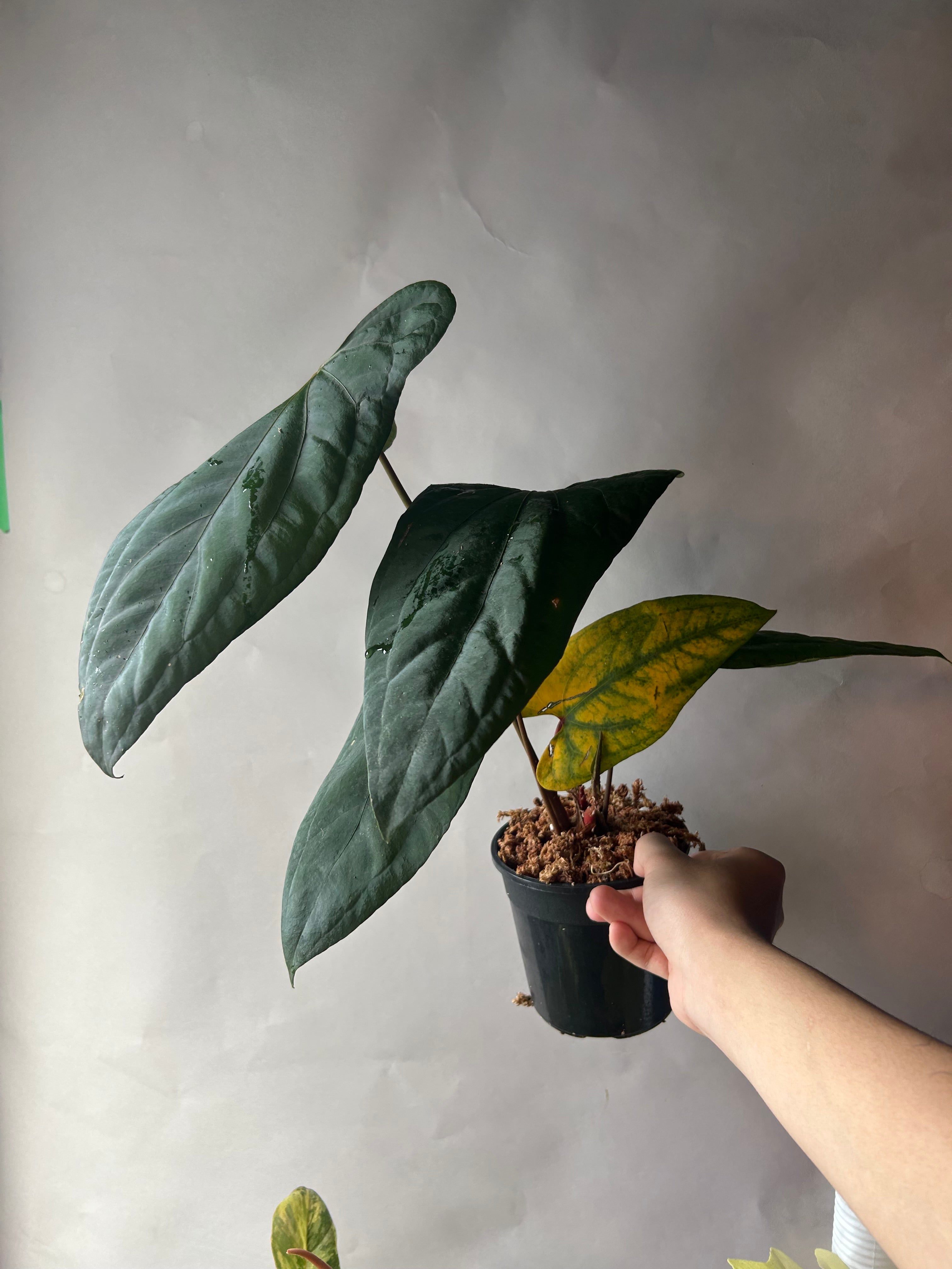 ANTHURIUM – The Realm Of Leaf