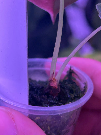 Alocasia Sendenii Pink ( Corm Grow )