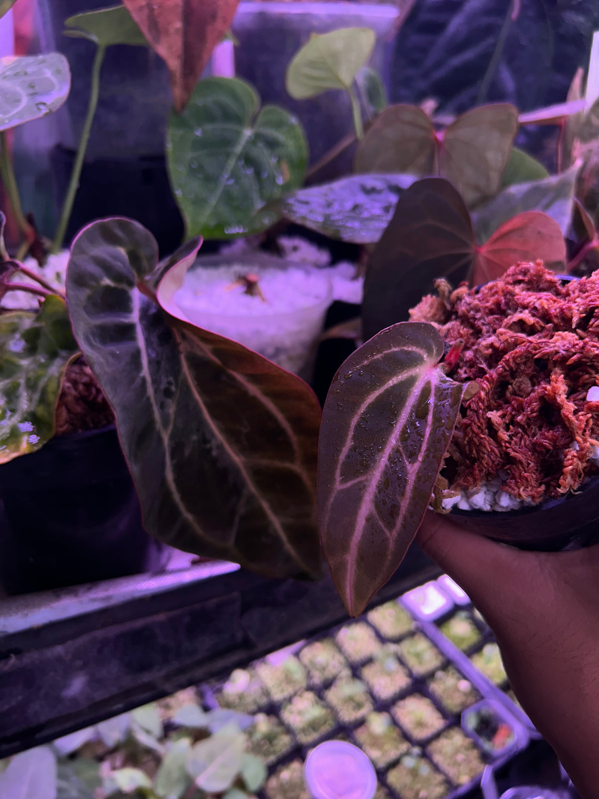Blister Variegated Michelle x Carlablackie- Clone