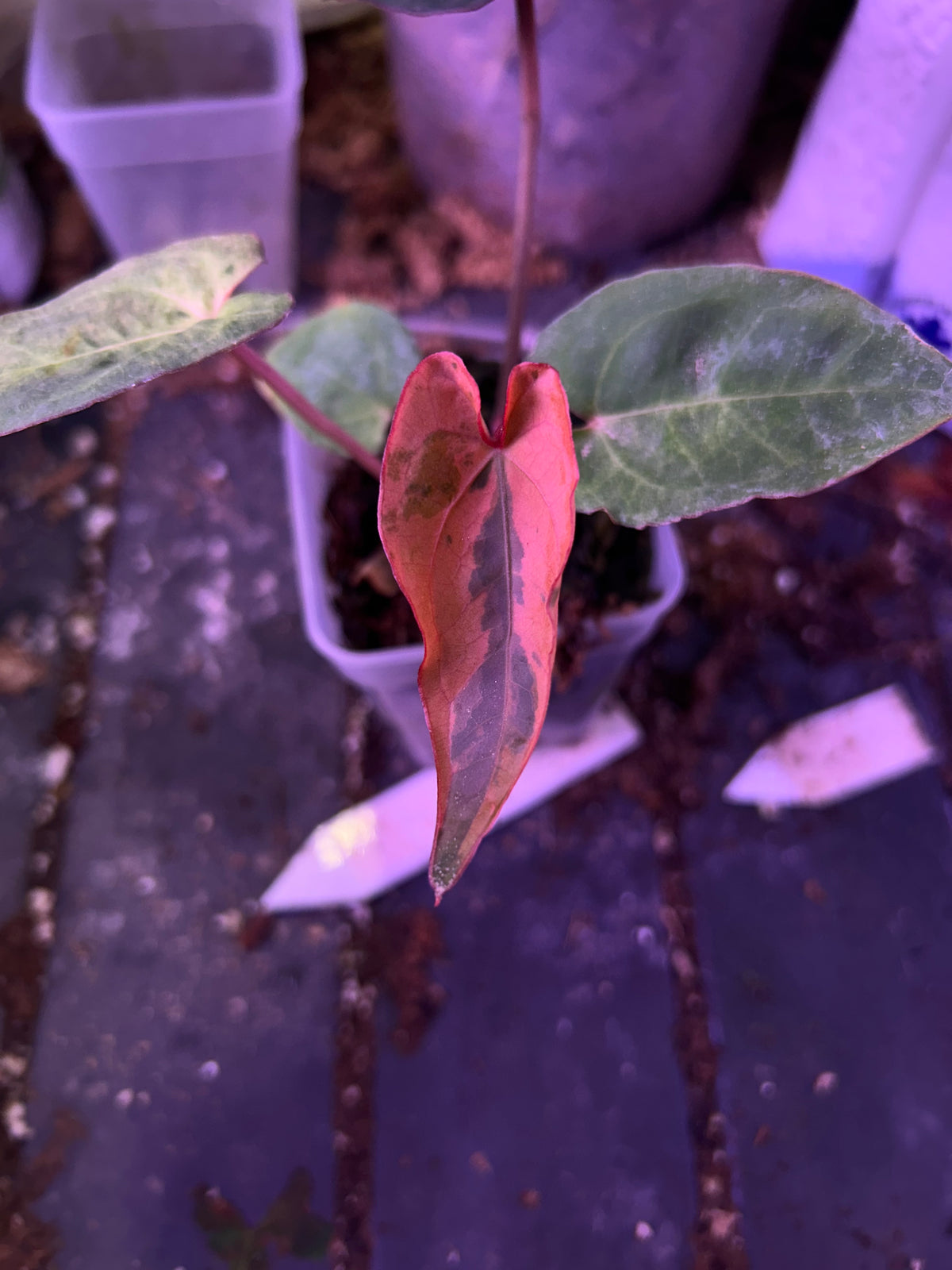 Variegated Anthurium ( Crystallium x Michelle) x ( BVEP x RLFS)