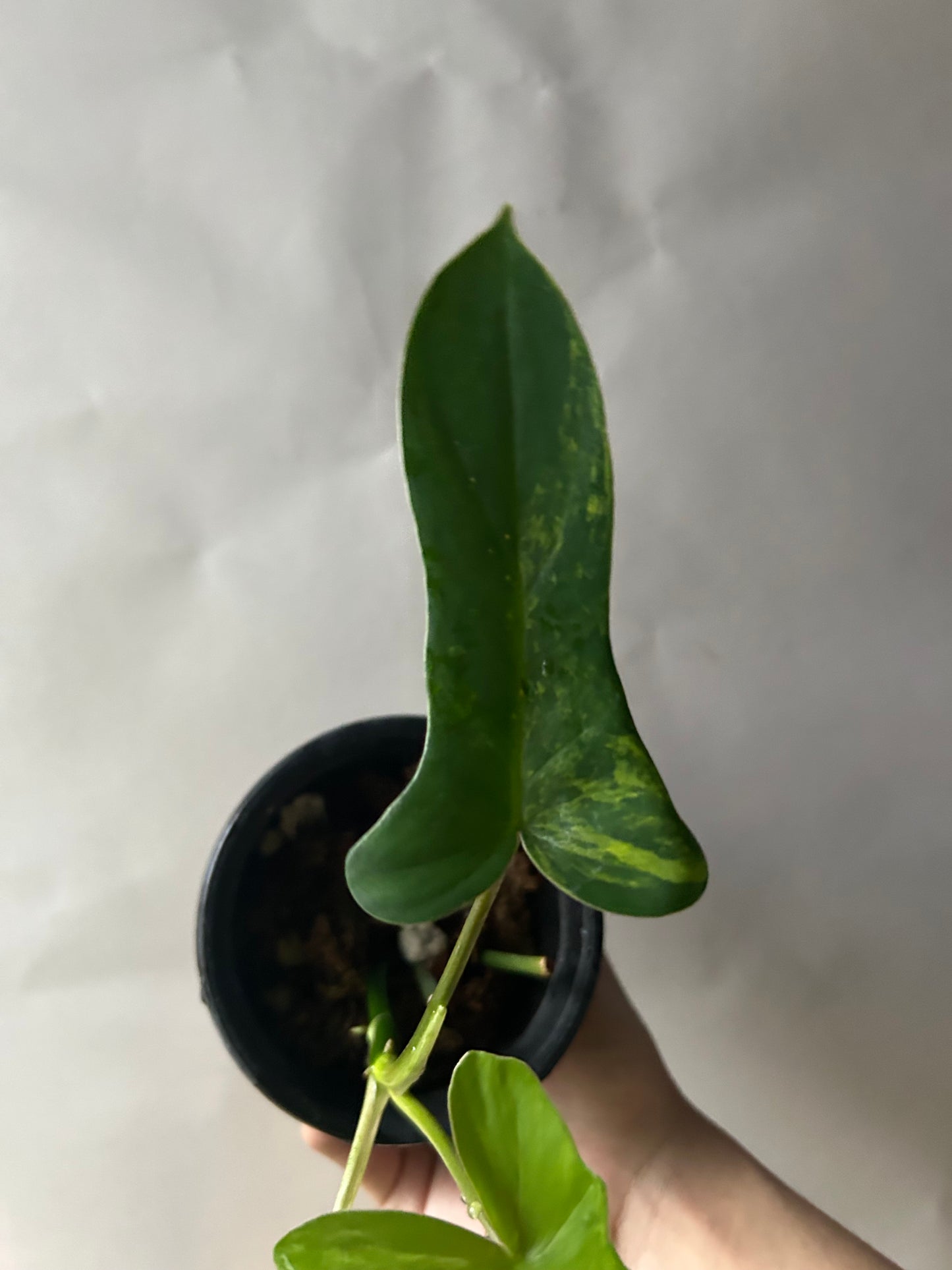 Philodendron Florida Beauty x Mayoi ( Kitina )