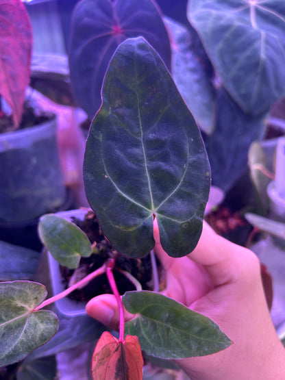 Variegated Anthurium ( Crystallium x Michelle) x ( BVEP x RLFS)