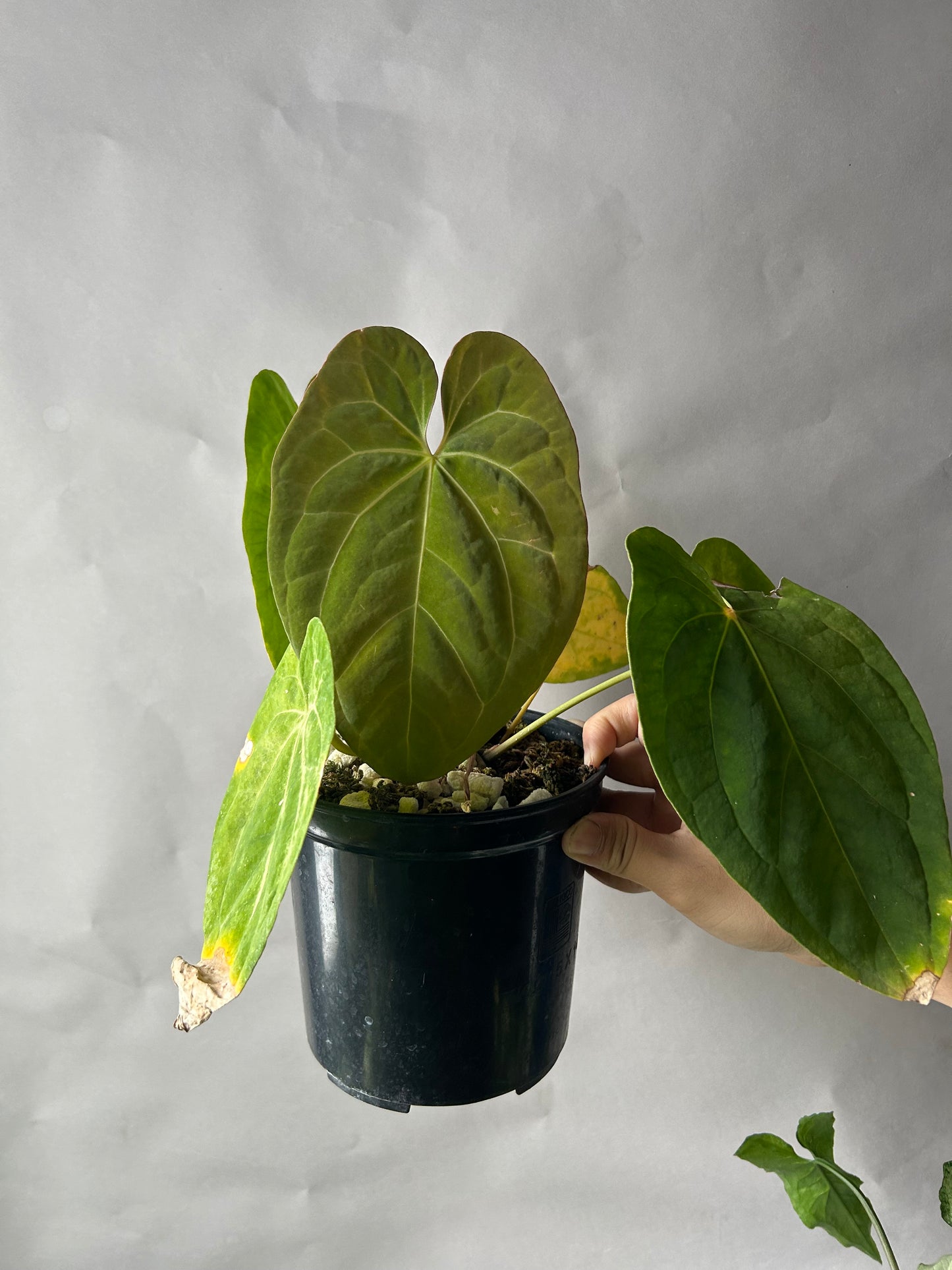 Anthurium Hoffmani x Papi