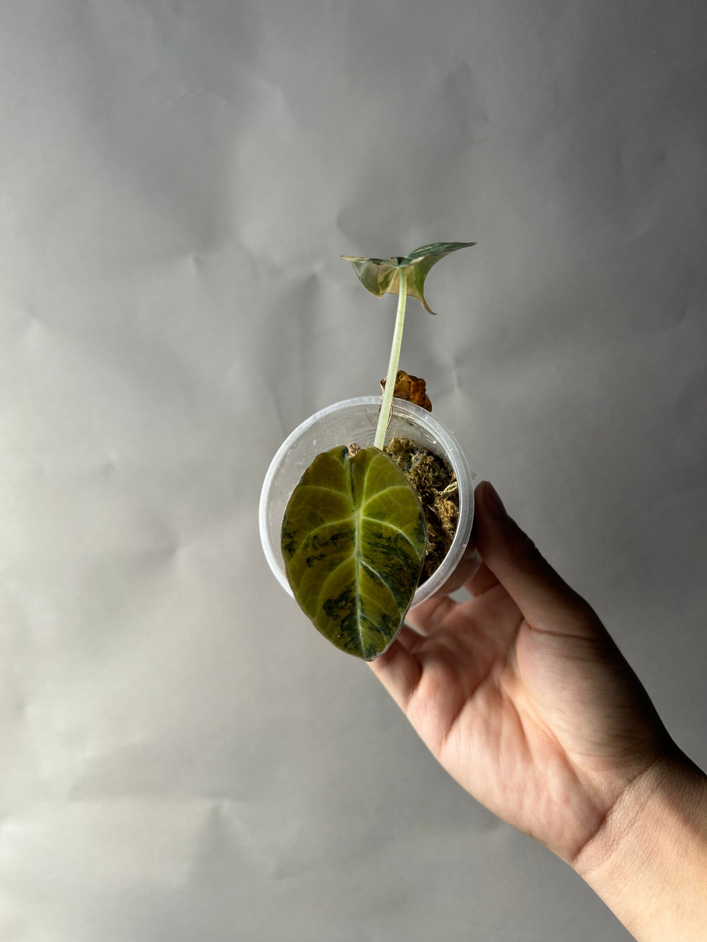 Alocasia Black Velvet Gold