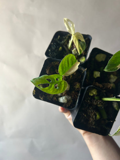 Set of 4 Monstera Adansonii Tricolor aka Albo