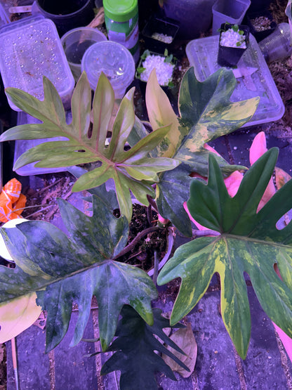 Philodendron Mayoi Variegated