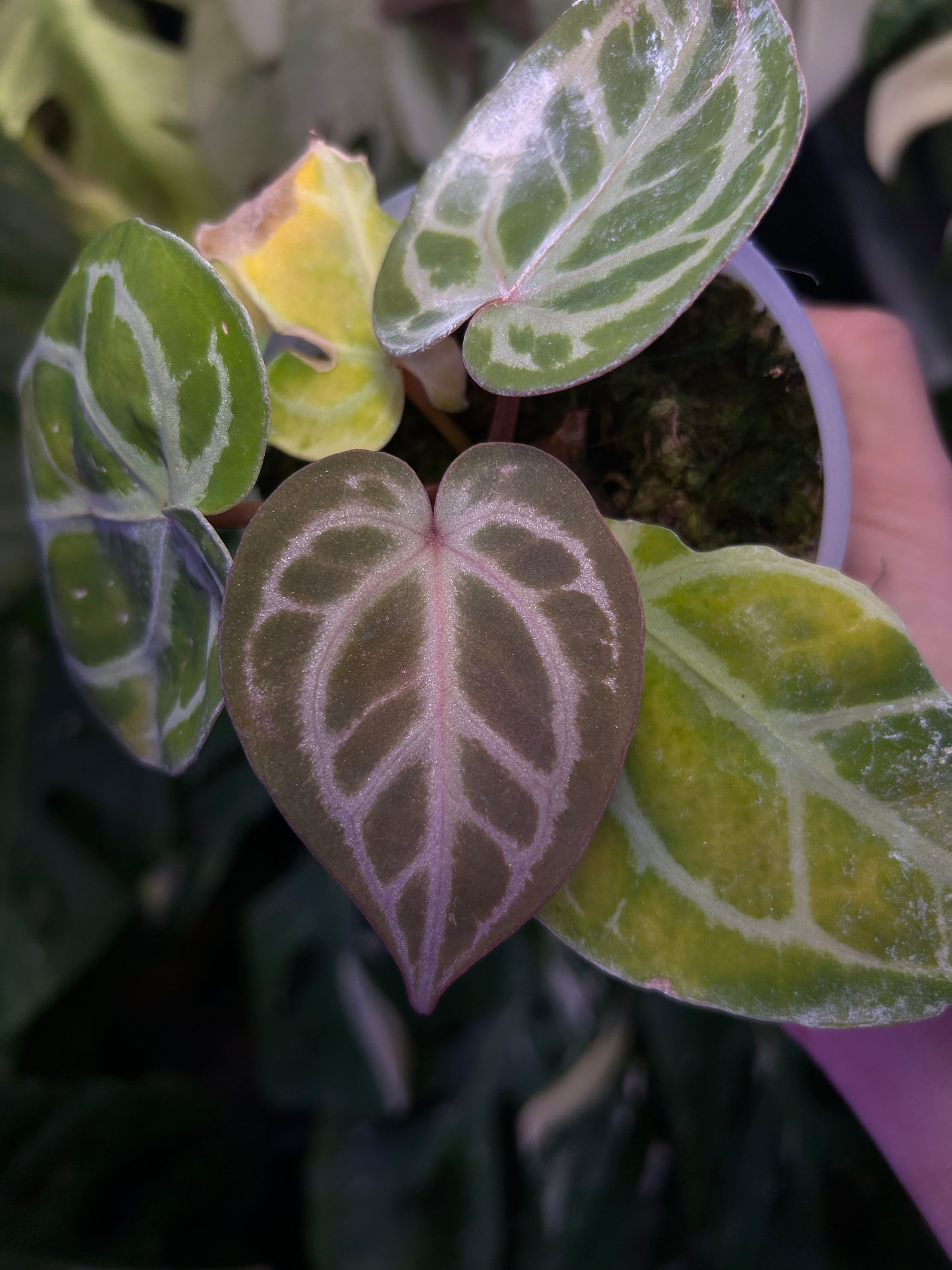 Selected - Anthurium Michelle Docblock x ( Michelle Long Form x Zara )