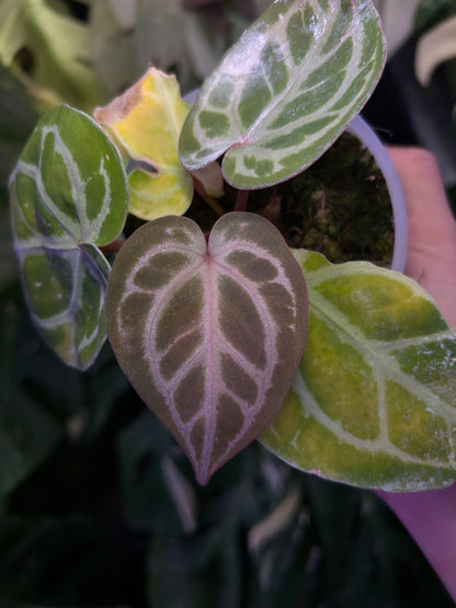 Selected - Anthurium Michelle Docblock x ( Michelle Long Form x Zara )