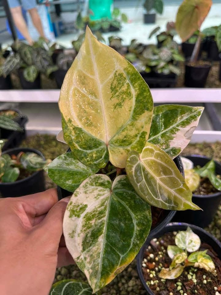 Variegated Anthu. ( Crystallium x Michelle) Var x Anthu ( Michelle x Zara) by Han Kirok