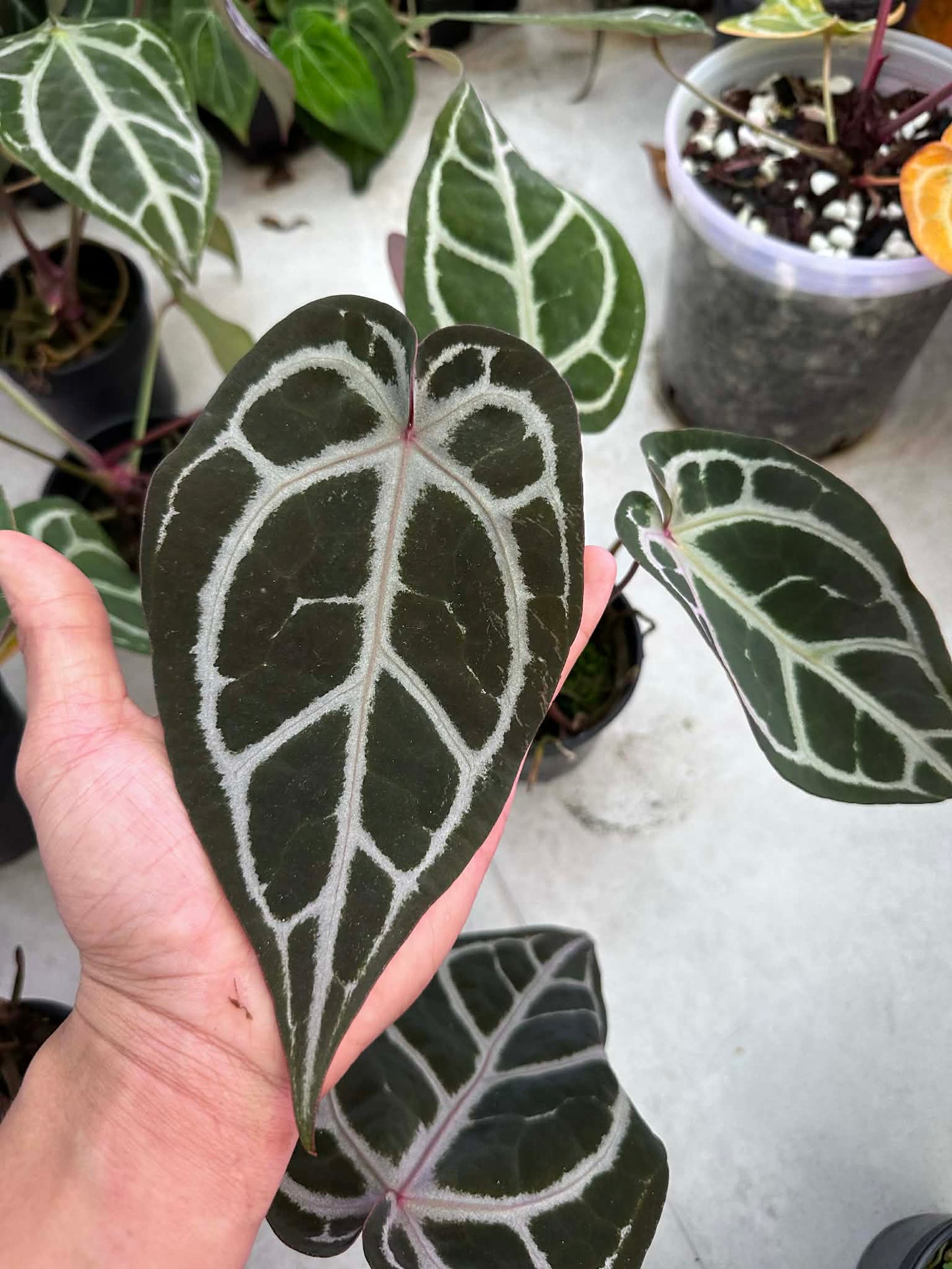 Anthurium ( SKG Pink Lemonade x RC) x ( Michelle Long Form x Zara ) by Han Kirok