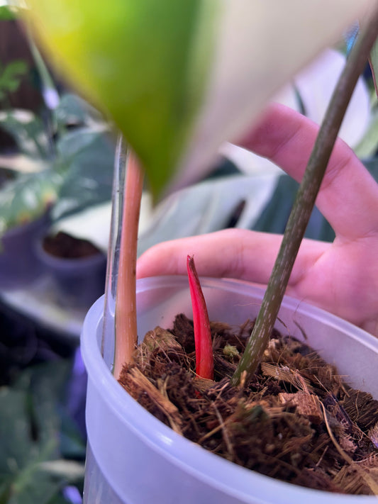 Philodendron Gloriosum Albo Type 1