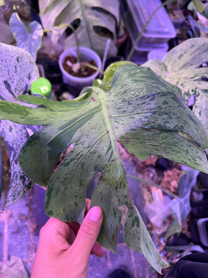 Monstera Vietciosa (5 Leafs)