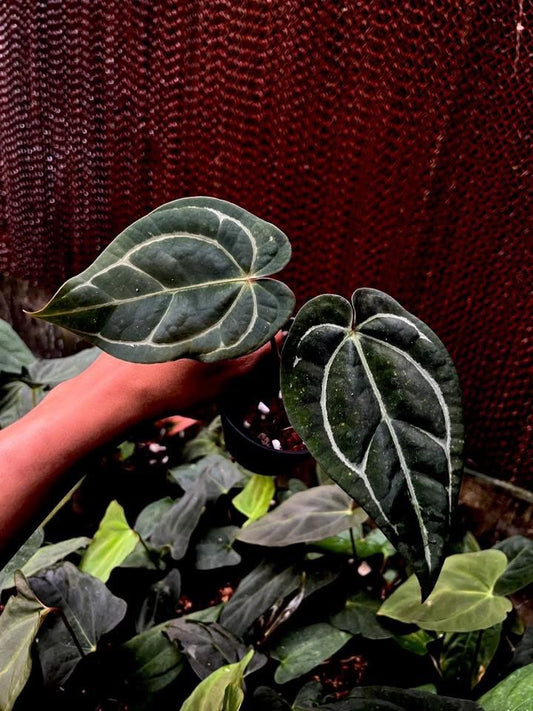 Anthurium Carlablackie x AOS ‘Tezula’ by Han Kirok