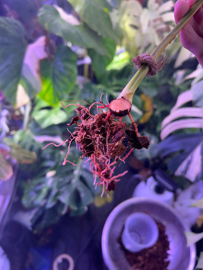 Philodendron Pastazanum Aurea ( Cutting )