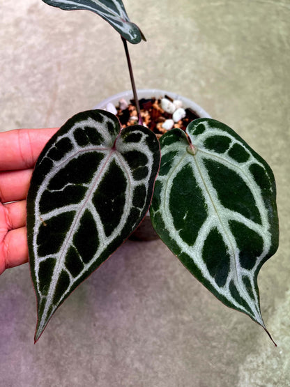 Anthurium (Michelle Long Form x Zara ) x Self