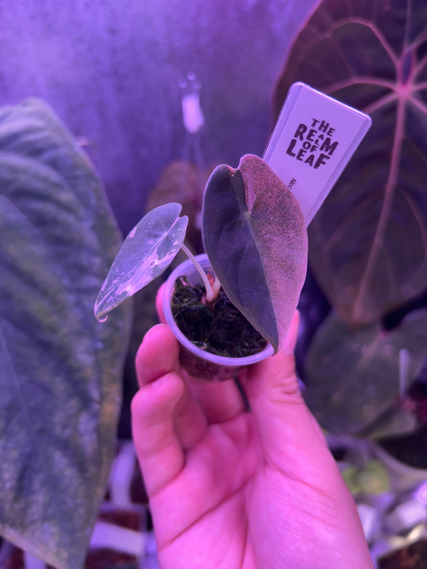 Alocasia Sendenii Pink ( Corm Grow )