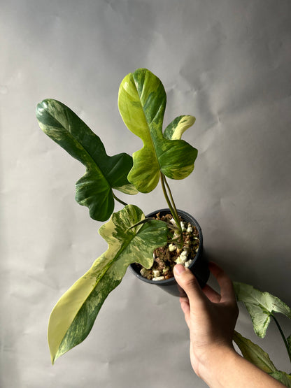 Philodendron Florida Beauty x Mayoi