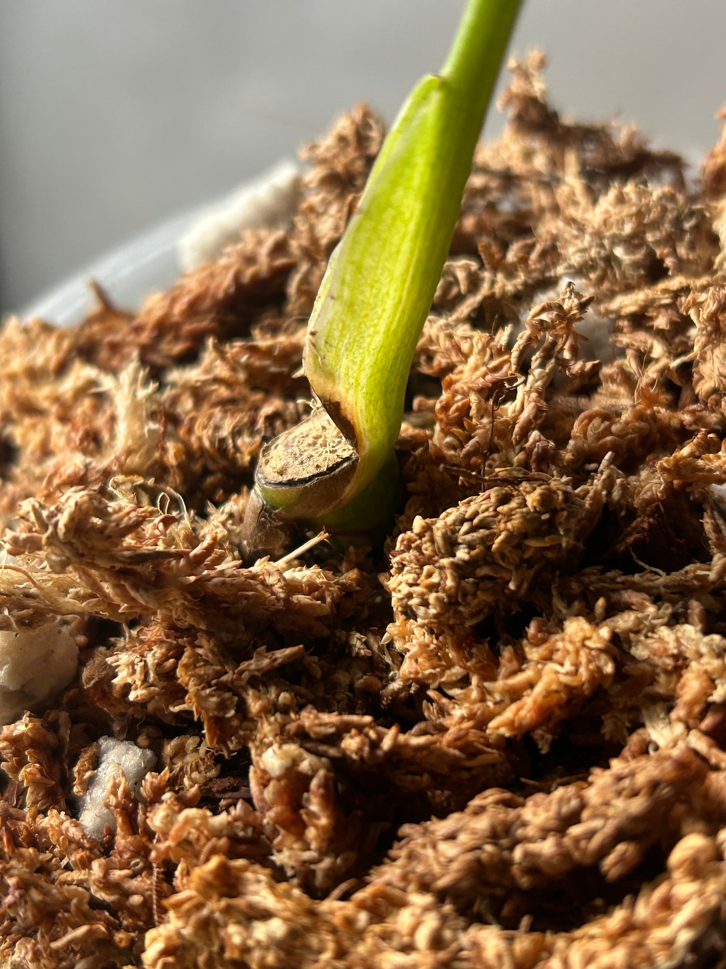 Monstera Thai Constellation “Miracle” Cutting