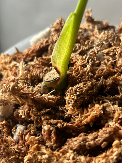 Monstera Thai Constellation “Miracle” Cutting