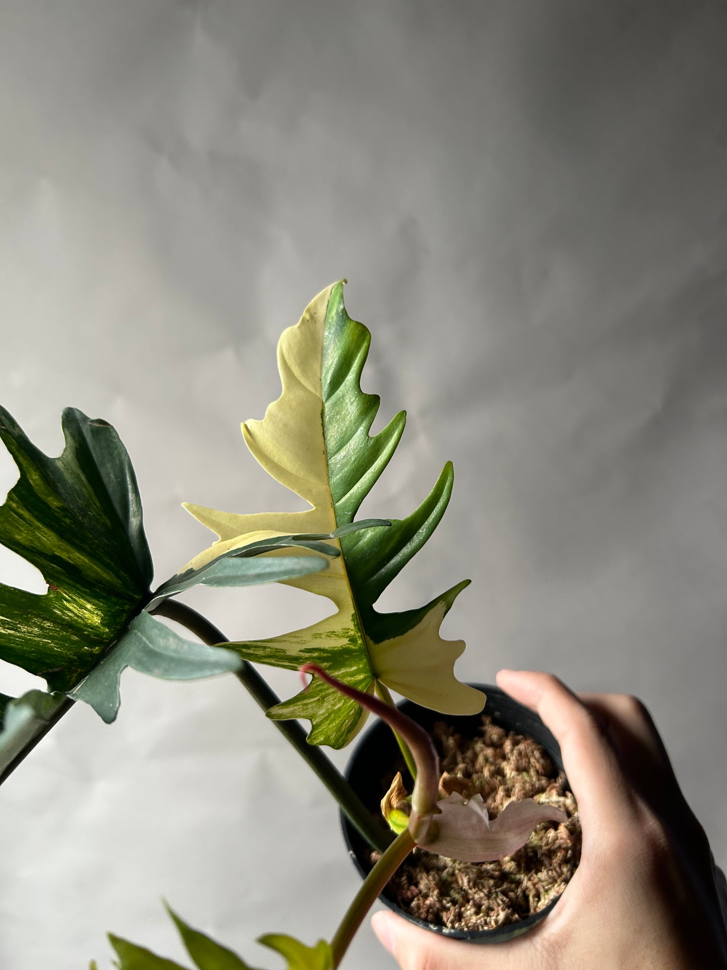 Philodendron Florida Beauty x Tortum