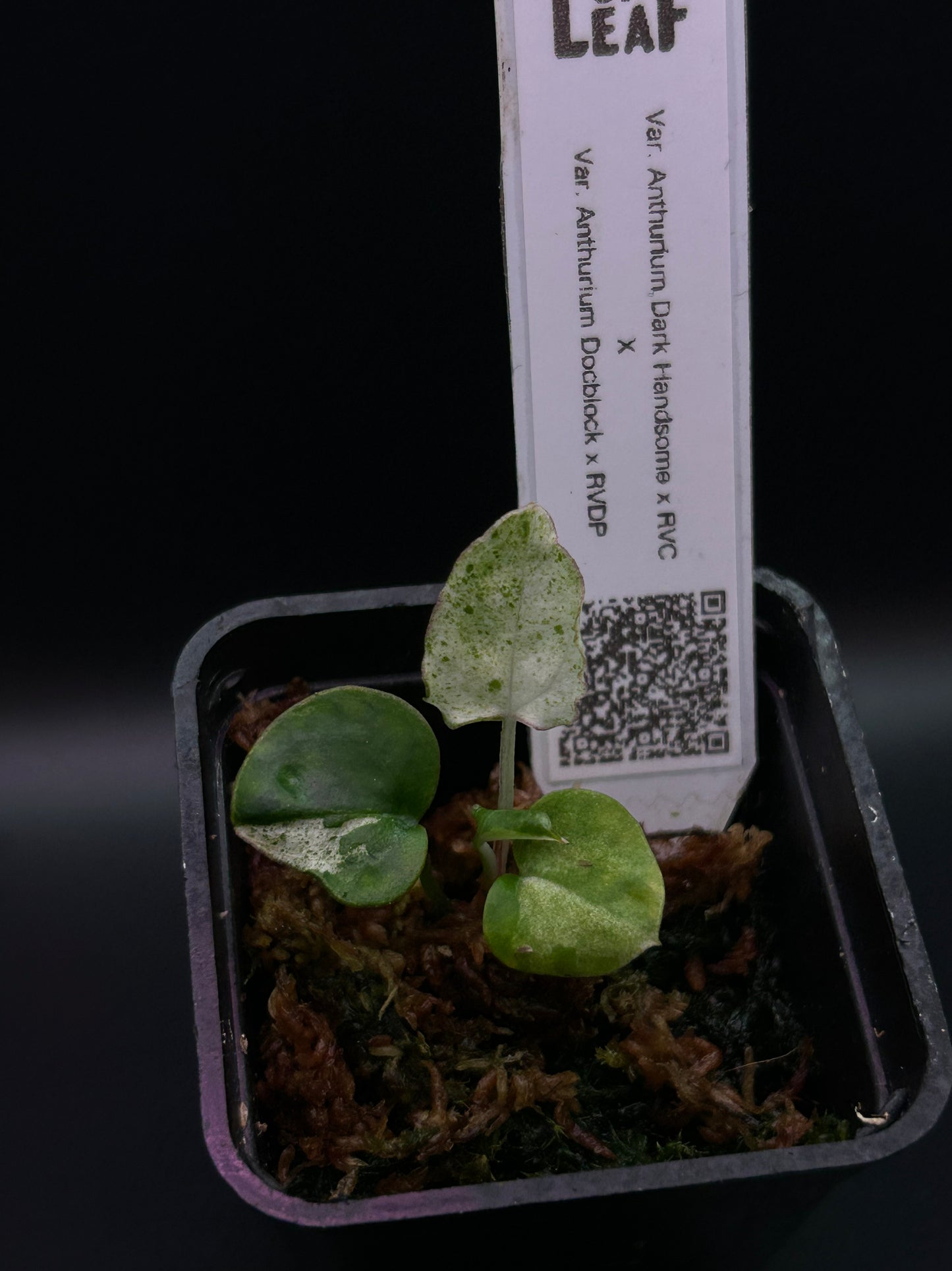 Albo Pink Anthurium ( DH x RVC ) x ( Docblock x RVDP)