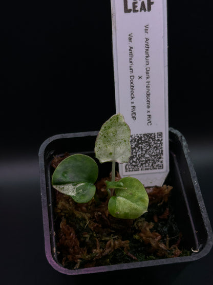 Albo Pink Anthurium ( DH x RVC ) x ( Docblock x RVDP)