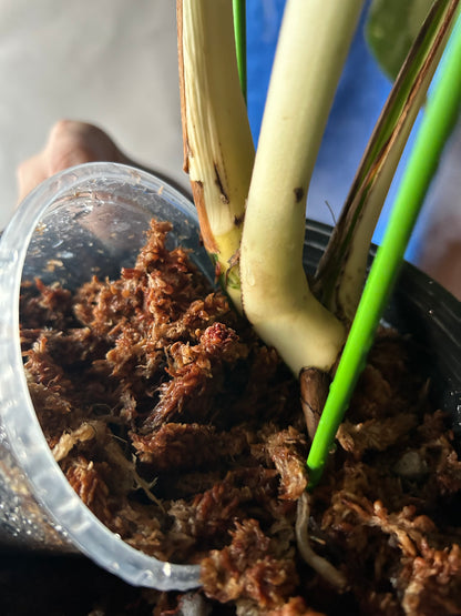 Monstera Deli x Bors Mint ( True Mint)