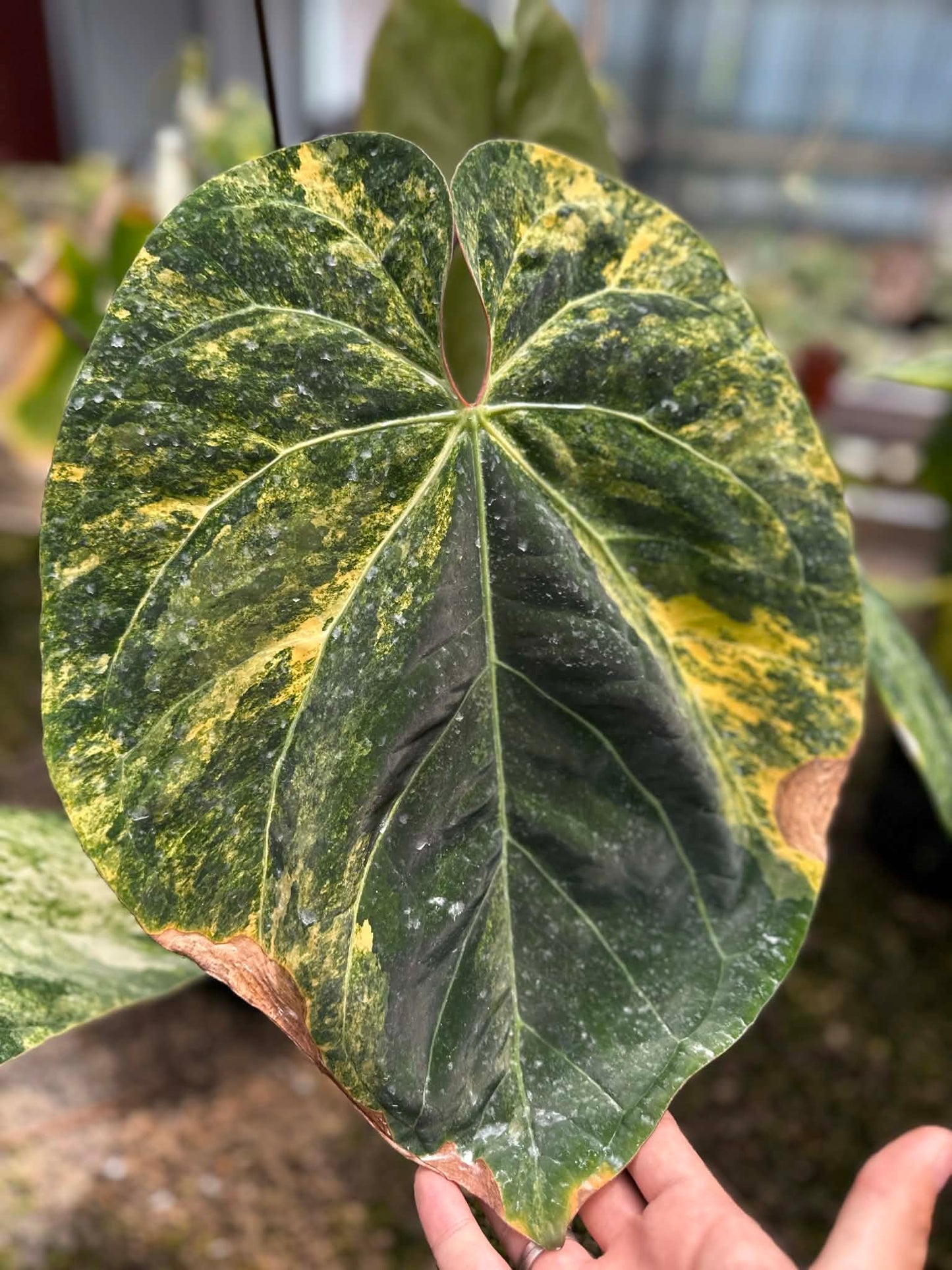 Anthurium Seed Set