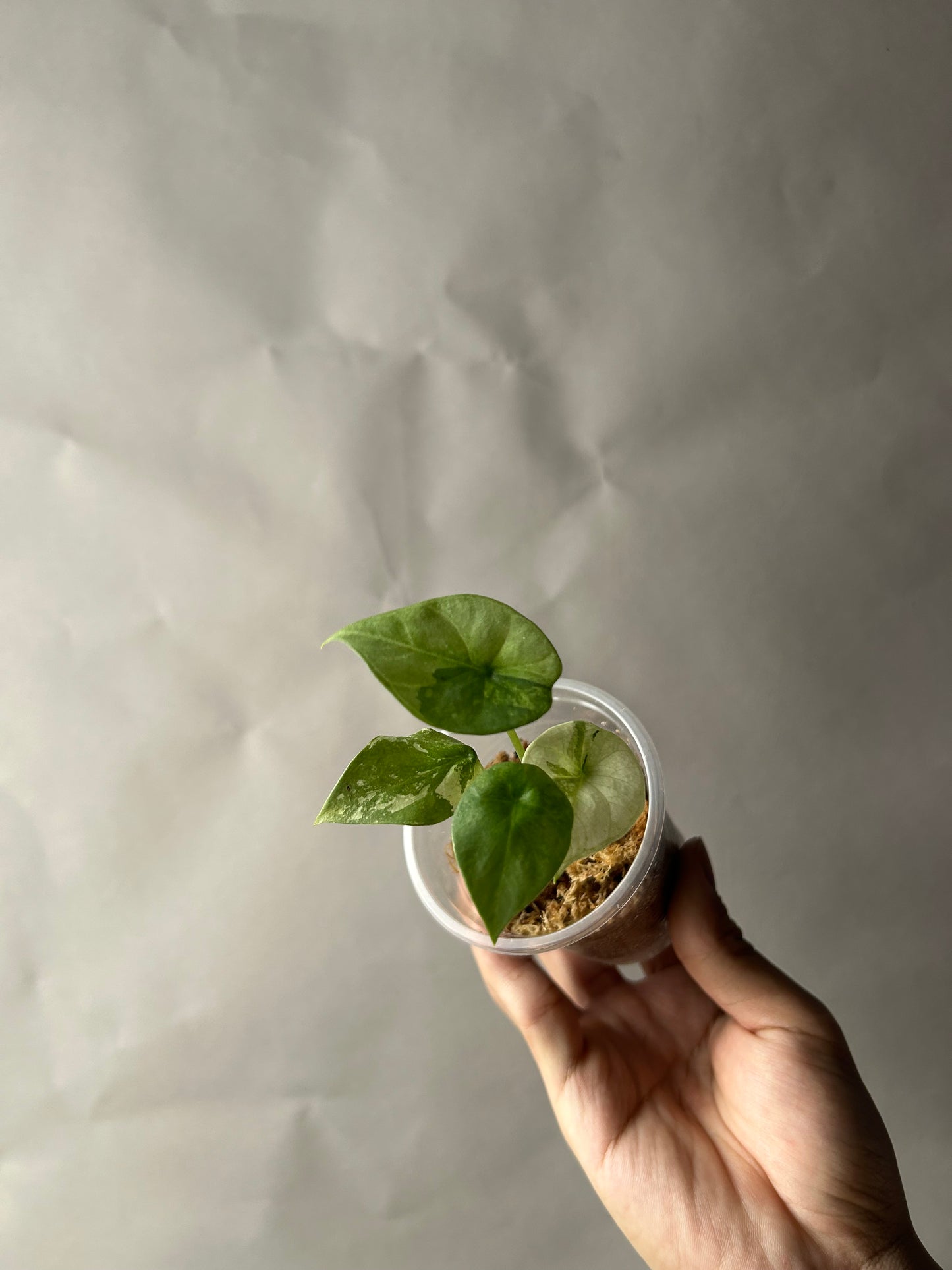 Alocasia Sinuata Albo