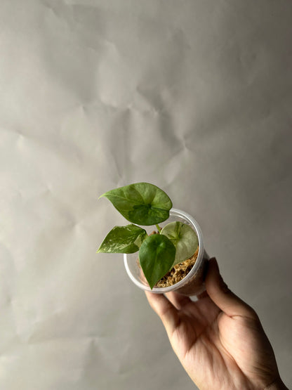 Alocasia Sinuata Albo