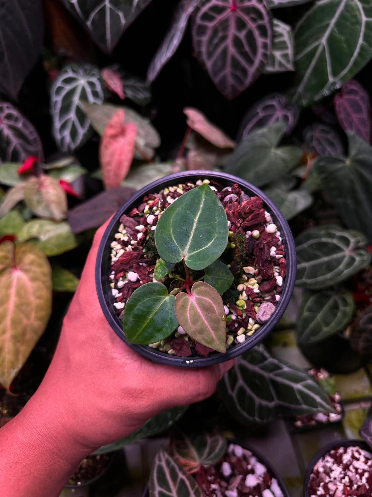 Anthurium (Carlablackie ‘District’ x Carlablackie RA8) S1