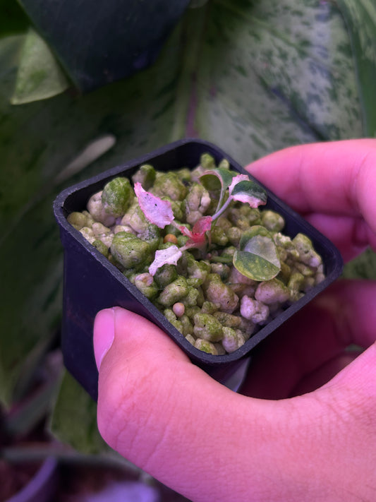 Pink Var Anthurium DH x RVC