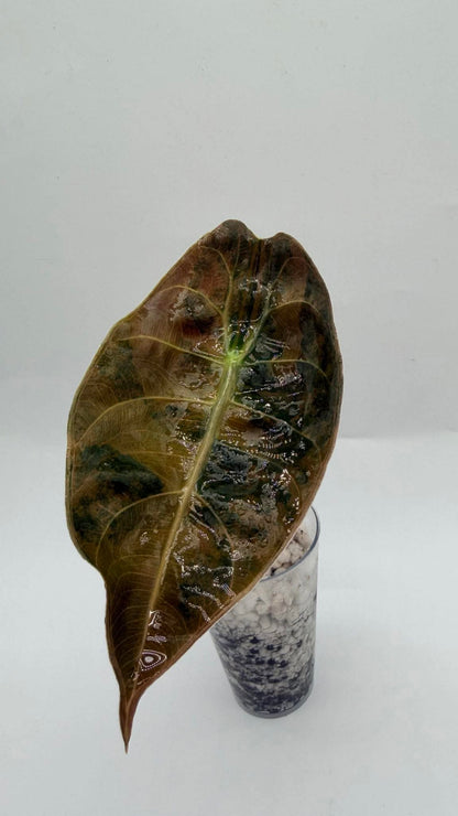 Alocasia Sendenii Aurea